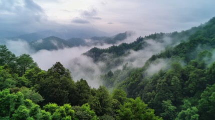 Misty Mountain Forest Landscape
