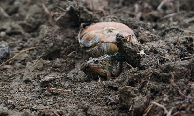 photo of a frog that has a unique color, like the ground, so it looks camouflaged with the ground