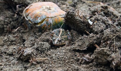 close up photo of a field frog on the ground