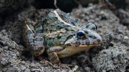 photo of a brown rice field frog, on dry ground