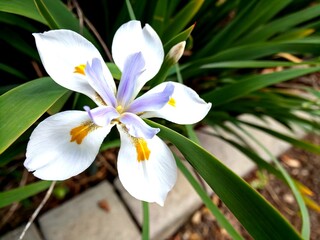 Close-Up Portrait of a Serious African Iris Flower, Showcasing Intricate Petals and Rich Colors for Digital Paper Designs