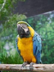 Vibrant blue and yellow macaw exotic bird sanctuary wildlife photography lush environment close-up view nature conservation