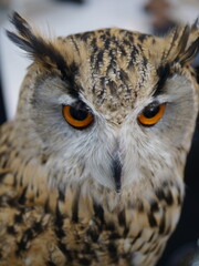 Majestic owl portrait wildlife sanctuary close-up photography natural habitat eye-level perspective wildlife conservation