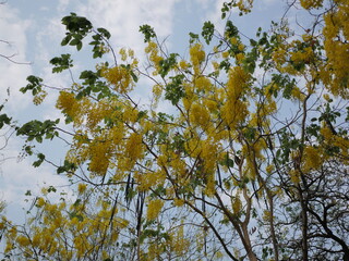Vibrant yellow blossoms spring garden nature photography bright atmosphere close-up floral beauty