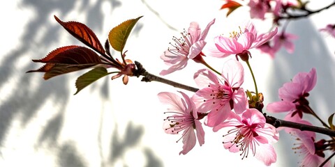 Closeup of Vibrant Pink Flowers with Leaf Shadow on White Backdrop, Showcasing Stunning Tilt-Shift Photography Techniques for a Dreamy Aesthetic