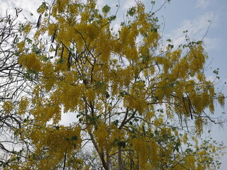 Blooming golden showers nature park floral photography outdoor upward view seasonal beauty