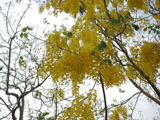 Fototapeta premium Blooming cassia tree tropical region nature photography outdoor setting close-up view botanical beauty