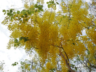 Blooming yellow cassia flowers forest nature photography springtime upward view vibrant colors