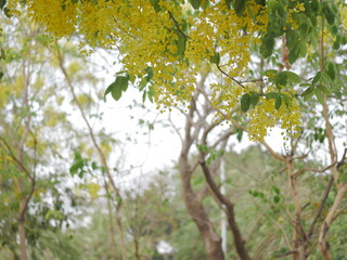 Blooming yellow flowers nature park photography outdoor close-up serenity