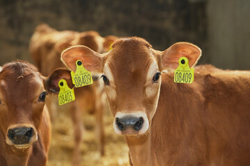 Cute calf on a farm in Denmark close-up © Виктор Осипенко