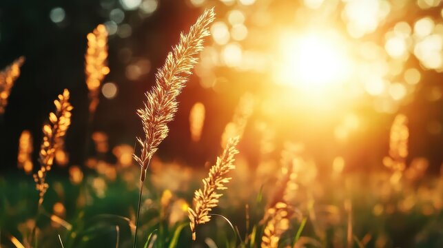 Sunlit grassy spikes stand prominent in a field bathed in golden hour light, capturing the essence of natural beauty and serenity at this picturesque moment.