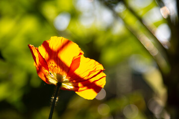 Coquelicot