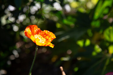 Coquelicot