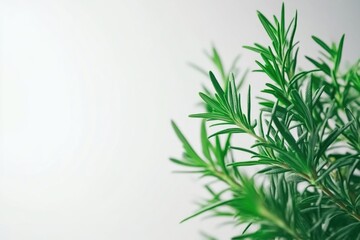 Fototapeta premium Healthy Rosemary Herb Growing in Natural Light