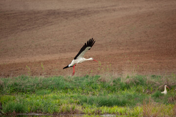 White Storks (Ciconia ciconia) Flying Over Plowed Fields During Harvest Season in Poland