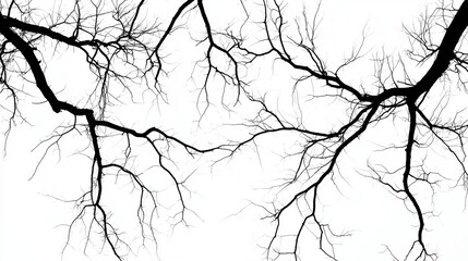 Obraz premium Stark Beauty: A Study in Bare Branches
