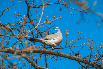 Obraz premium common Wood pigeon bird Columba palumbus on a tree branch in spring