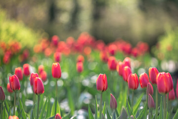 lots of beautiful red tulips, spring natural background