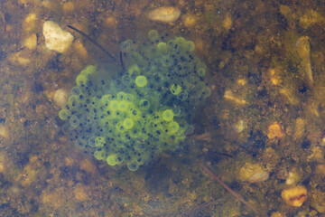 Frog eggs at natural swimming pool, pond using plants for filtering water without chemicals