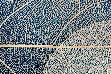 macro photography, natural plant background in the form of a skeletonized leaf of light beige color on blue background, close up