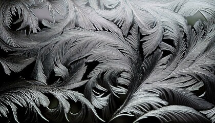 Fototapeta premium feathers on black