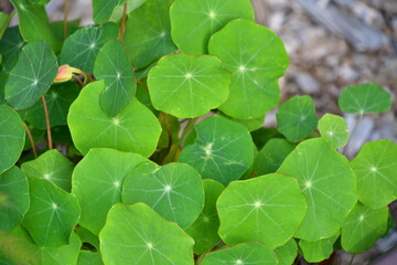 Green Leaves on a Plant