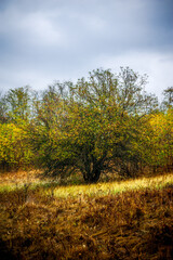 Fototapeta premium A large tree with yellow foliage growing on a hill with orange tarva wet from the morning rain against a grey sky
