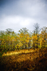 autumn forest with acacia, with yellow-cracked leaves, with meadows with yellow wet grass in the foreground, against the background of a gray sky with clouds, during a light morning rain