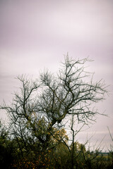 A tree with thin branches, on which yellow leaves grow in places, which grows in a field with orange grass, against a gray sky, in the morning. Autumn landscape