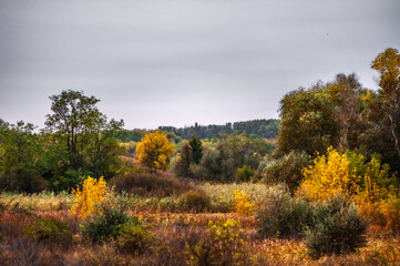 Fields with orange grass wet from rain, on which trees and bushes grow against a gray sky with thunderclouds, in the morning. Autumn landscape
