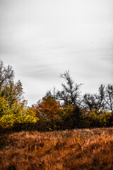 Fototapeta premium a hill with orange wet grass, on which grow bushes with orange foliage, against the background of large trees, against the background of a gray sky with an elongated cloud, in the morning