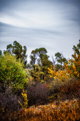 a hill with orange wet grass, on which grow bushes with orange foliage, against the background of large trees, against the background of a gray sky with an elongated cloud, in the morning