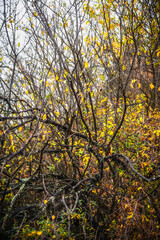 leafless tree branches against orange leaves and grey sky