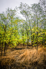 autumn forest with acacia, with yellow-cracked leaves, with meadows with yellow wet grass in the foreground, against the background of a gray sky with clouds, during a light morning rain
