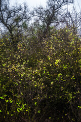 bushes with thin, chaotically growing branches, on which small green leaves grow, against the background of a ugly tree with bare branches, against the background of a gray rainy sky