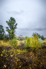 Fototapeta premium autumn forest with acacia, with yellow-cracked leaves, with meadows with yellow wet grass in the foreground, against the background of a gray sky with clouds, during a light morning rain