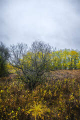 autumn forest with acacia, with yellow-cracked leaves, with meadows with yellow wet grass in the foreground, against the background of a gray sky with clouds, during a light morning rain