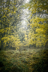 A path in an autumn forest covered with dry fallen leaves that passes through trees with orange, yellow foliage, shrouded in fog, against a gray sky, during a light rain, in the morning