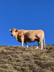 Beauty cow in the mountain