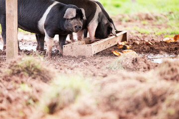 Pigs eating at a pig trough with mud and grass