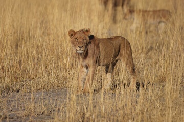 Lion female with babies spotted in savannah during safari, Safari in Africa. Big angry young lion Okavango delta, Botswana. African lion walking in the grass, with beautiful evening light. 
