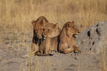 Lion female with babies spotted in savannah during safari, Safari in Africa. Big angry young lion Okavango delta, Botswana. African lion walking in the grass, with beautiful evening light. 