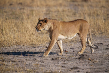 Lion female with babies spotted in savannah during safari, Safari in Africa. Big angry young lion Okavango delta, Botswana. African lion walking in the grass, with beautiful evening light. 