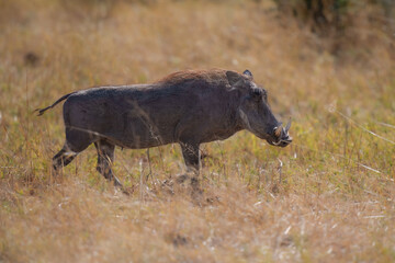 Warthog (Phacochoerus africanus) in natural habitat, Moremi, Botswana