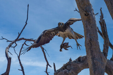 Martial Eagle, Polemaetus bellicosus, carrying prey, Moremi, Botswana
