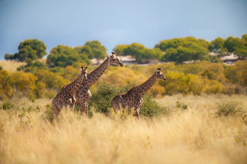 roup of giraffes walking through the valley, Chobe National Park, Botswana

