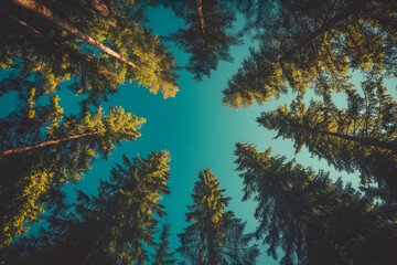 Looking up at tall pine trees against a vibrant blue sky. The sun's rays illuminate the lush green canopy, creating a serene and peaceful atmosphere.