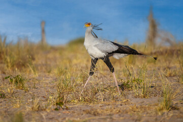 Secretarybird or Secretary Bird - Sagittarius serpentarius large, mostly terrestrial bird of prey, endemic to Africa, grasslands and savanna of the sub-Saharan region, very long legs, eagle-like body
