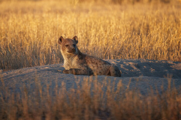 Hyena, detail portrait. Spotted hyena, Crocuta crocuta, angry animal, beautiful evening sunset. Animal pup nature, Okavango delta, Botswana. 