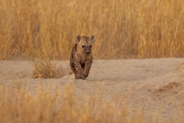 Young hyenas babies at the burrow. Spotted Hyena (Crocuta crocuta) Young hyena pup, beautiful evening sunset in Botswana. Cute baby.